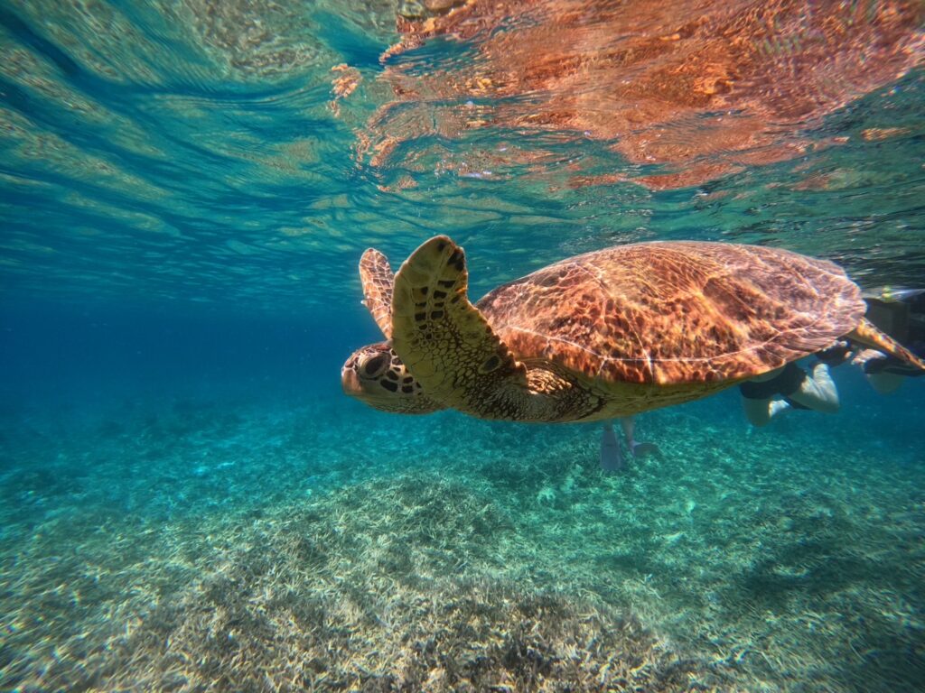 泳いでいる海亀